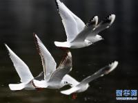  云南昆明：鸥舞春城