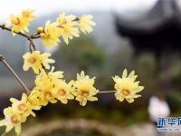  “大寒”时节梅飘香