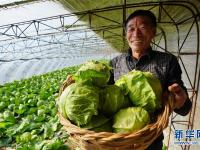  河北滦南：优质果蔬丰富节日“菜篮子”