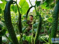  河北滦南：优质果蔬丰富节日“菜篮子”
