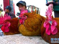  山东枣庄：年集公鸡俏