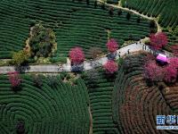  福建漳平：樱花茶园入画来