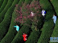  福建漳平：樱花茶园入画来