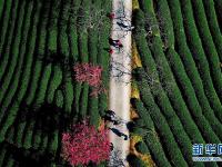  福建漳平：樱花茶园入画来