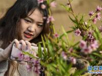  新疆鄯善：桃花朵朵开