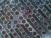 福建永春：建设美丽乡村 加速乡村振兴