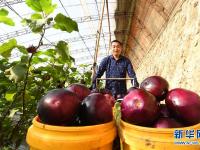  河北乐亭：设施蔬菜丰富京津“菜篮子”