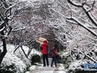  踏雪赏梅