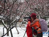  踏雪赏梅