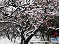  踏雪赏梅