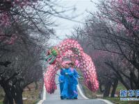  万亩红梅迎春来