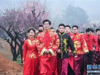  万亩红梅迎春来