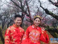  万亩红梅迎春来