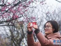  万亩红梅迎春来