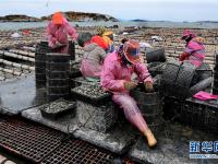  福建南日岛：海水养殖富渔家