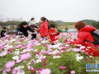  广西钦州：格桑花开迎客来
