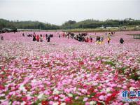  广西钦州：格桑花开迎客来