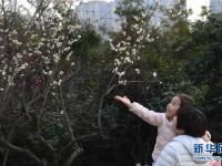  合肥：梅花美如画