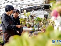  河北巨鹿：“农旅多肉”助增收