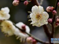  早春梅香