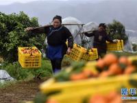  贵州榕江：砂糖橘丰收上市