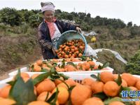  贵州榕江：砂糖橘丰收上市