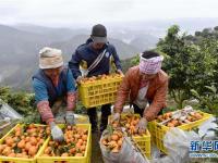  贵州榕江：砂糖橘丰收上市