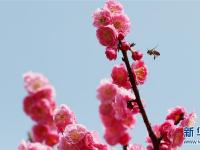  上海：春梅早樱挂枝头