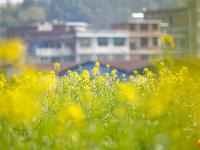 醉美邵阳：油菜花开春意盎然