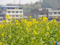 醉美邵阳：油菜花开春意盎然