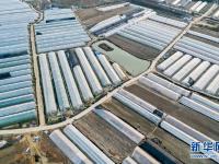 特色产业助农增收