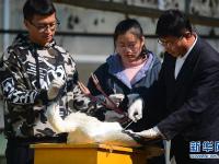  河北沧州：救助迁徙候鸟