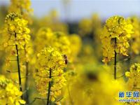  春到大马士革