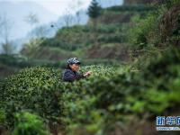  贵州春茶陆续开采