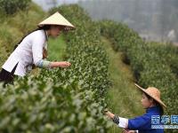  贵州春茶陆续开采