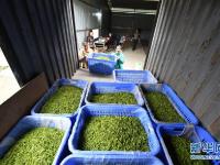  贵州春茶陆续开采