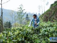  贵州春茶陆续开采