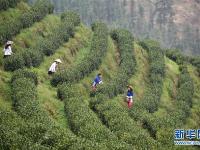  贵州春茶陆续开采