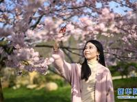  武汉东湖樱花节开幕