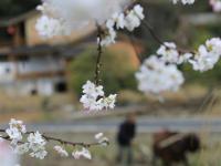 农忙春天里
