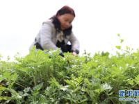  贵州玉屏：春天侗家“社饭”飘香
