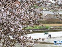  春光好 人勤劳