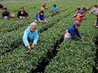 洞口：阳春三月采茶忙