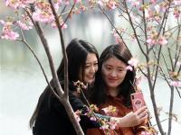 玉渊潭早樱迎春