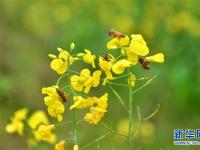  湖南衡阳：春暖花开养蜂忙