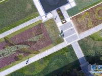  春日观赏郁金香