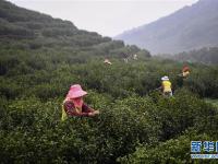  江苏洞庭山：碧螺春茶迎来采摘期
