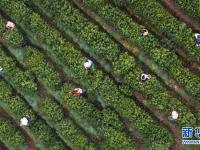  江苏洞庭山：碧螺春茶迎来采摘期