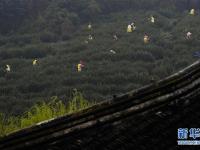  江苏洞庭山：碧螺春茶迎来采摘期
