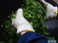  江苏洞庭山：碧螺春茶迎来采摘期